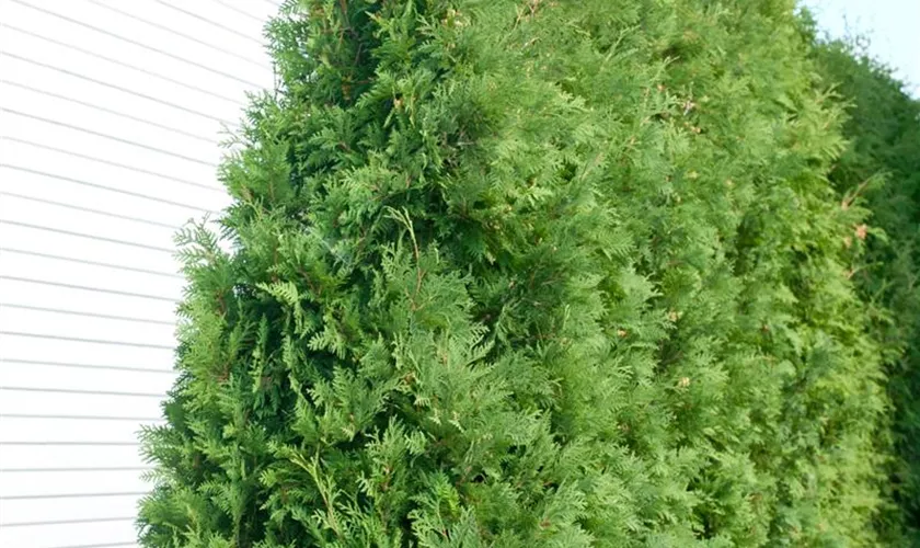 Thuja occidentalis 'Nigra'