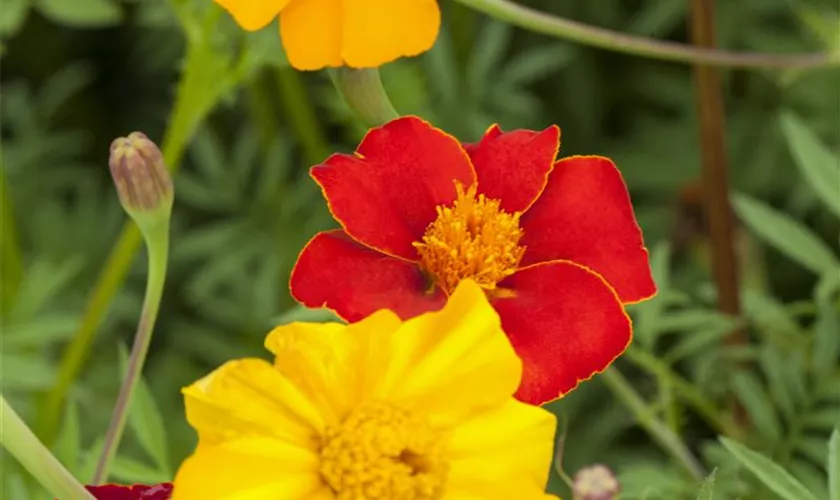 Tagetes patula 'Pots of Gold'