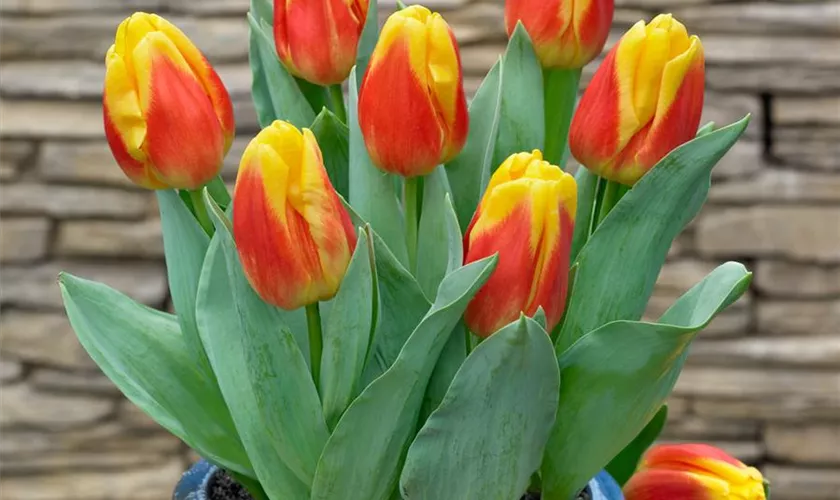 Tulipa greigii 'Ice Lolly'