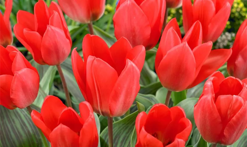 Tulipa greigii 'Sweet Lady'