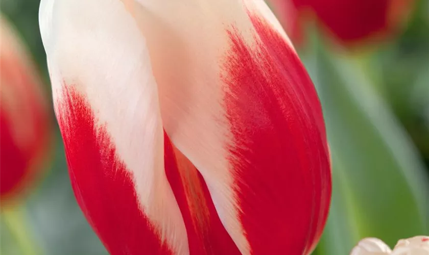 Tulipa 'Roman Empire'