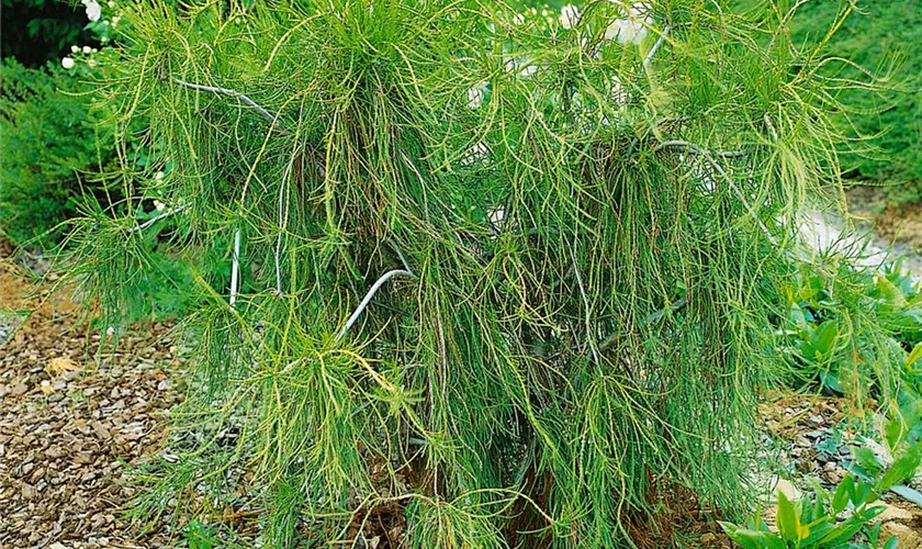 Thuja occidentalis 'Ohlendorffii'