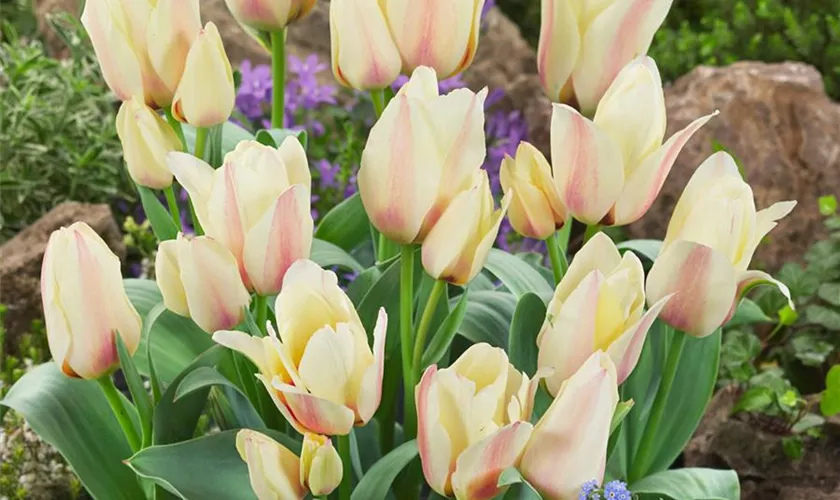 Tulipa greigii 'Little Girl'