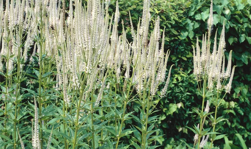 Veronicastrum virginicum 'Diana'