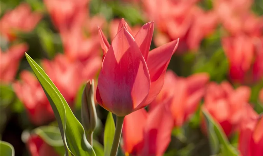 Tulipa greigii 'Toronto'