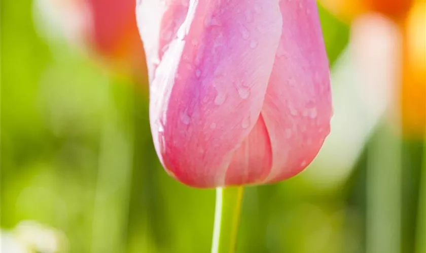 Tulipa 'Rosalie'