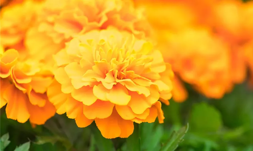 Tagetes patula 'Super Hero'