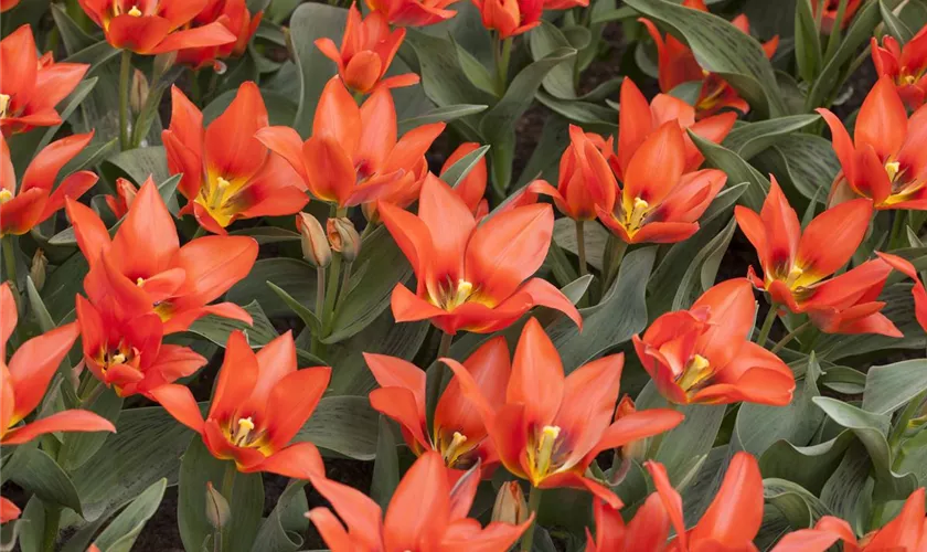 Tulipa greigii 'Orange Toronto'