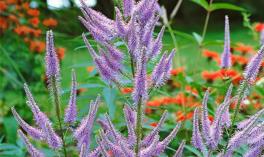 Veronicastrum virginicum 'Fascination'