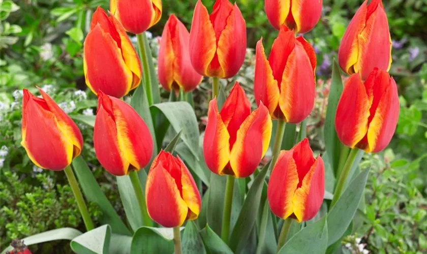 Tulipa greigii 'United States'