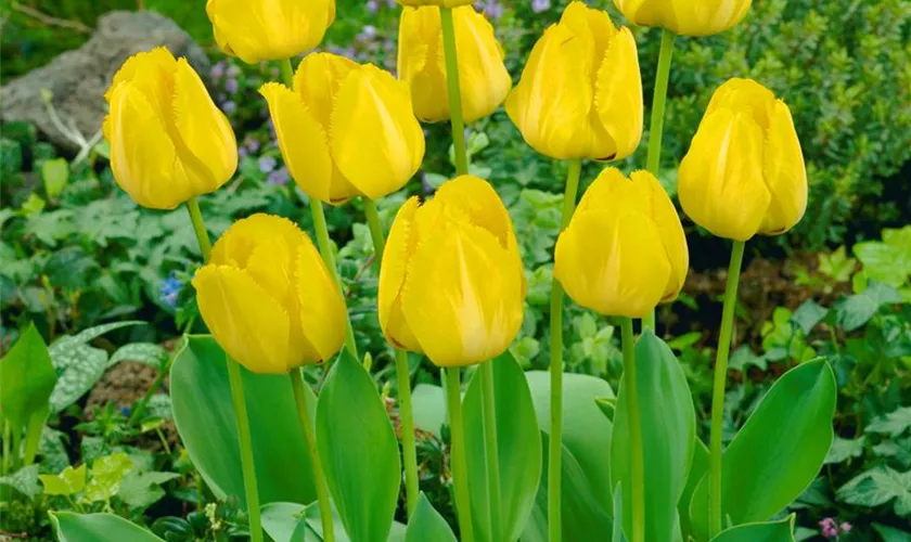 Tulipa 'Royal Elegance'