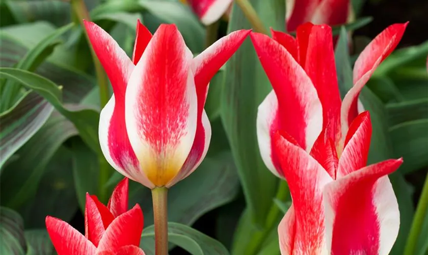 Tulipa greigii 'Plaisir'