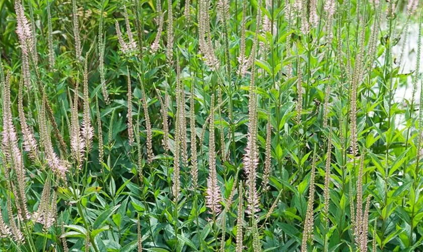 Veronicastrum virginicum 'Pink Glow'