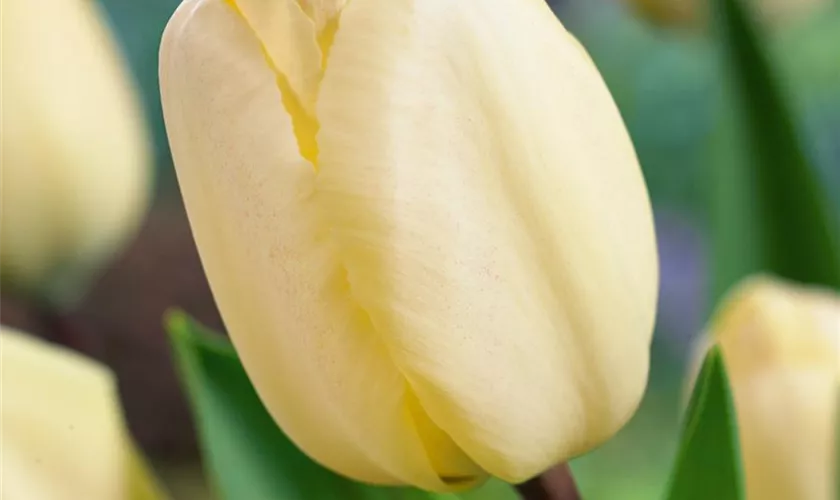 Tulipa greigii 'Vanilla Cream'