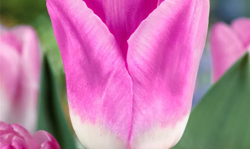 Tulipa 'Royal Ten'