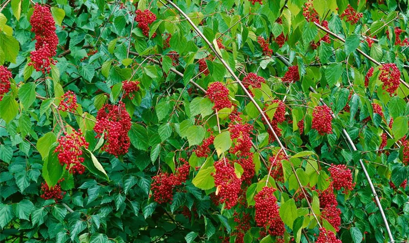 Viburnum betulifolium