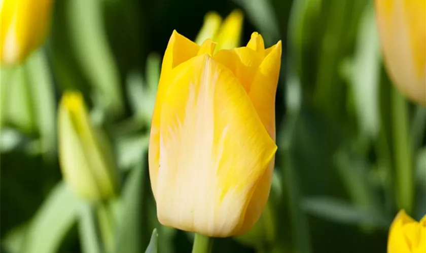 Tulipa 'Salmon Dynasty'