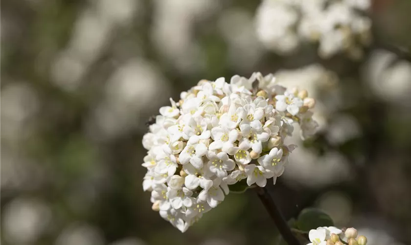 Viburnum farreri 'Candidissimum'