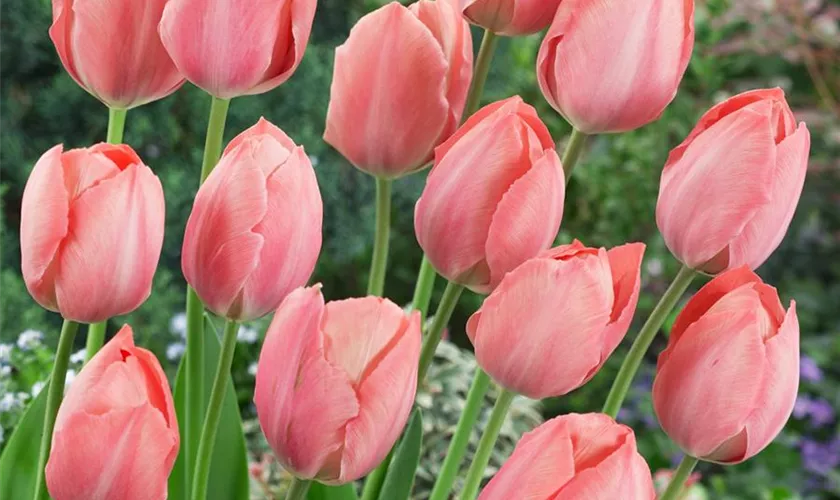 Tulipa 'Salmon van Eijk'