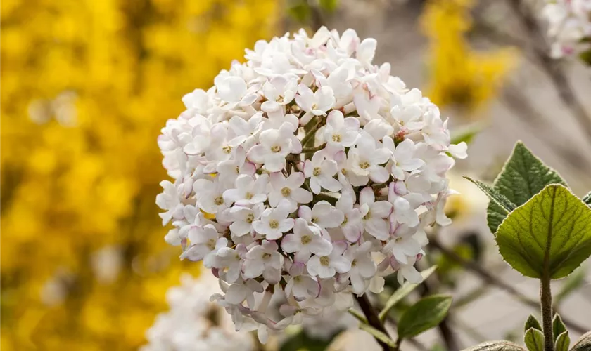 Viburnum carlesii