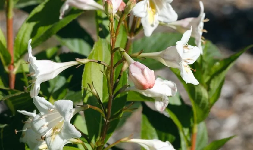 Weigela 'Candida'