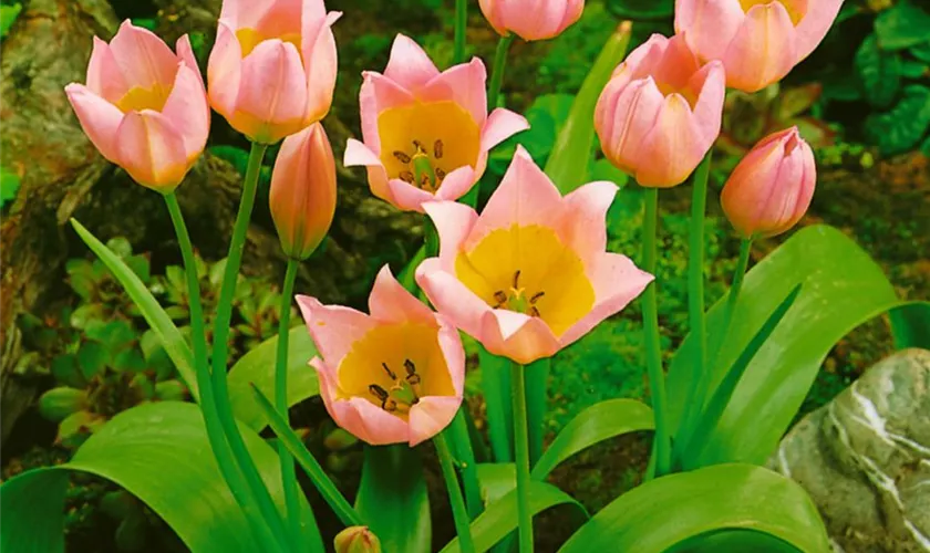 Tulipa saxatilis