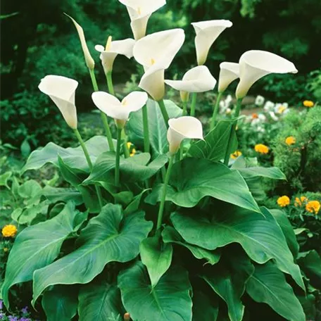 Zantedeschia aethiopica 'Chrystel Clear'