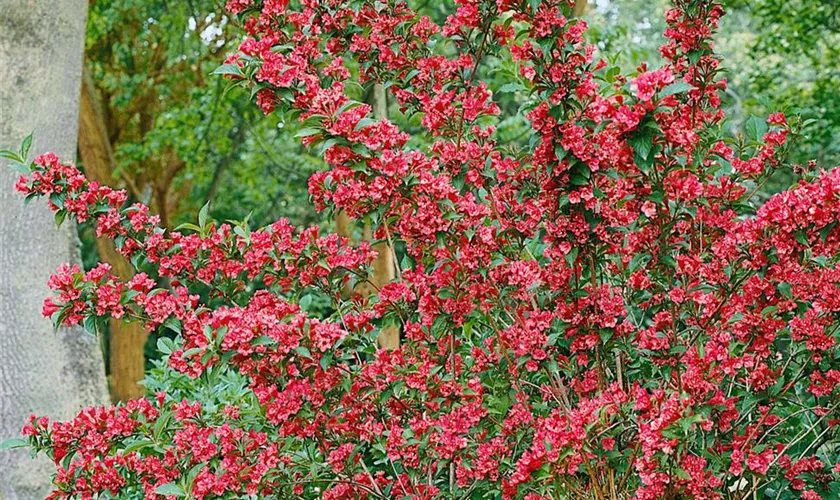 Weigela 'Conquet'