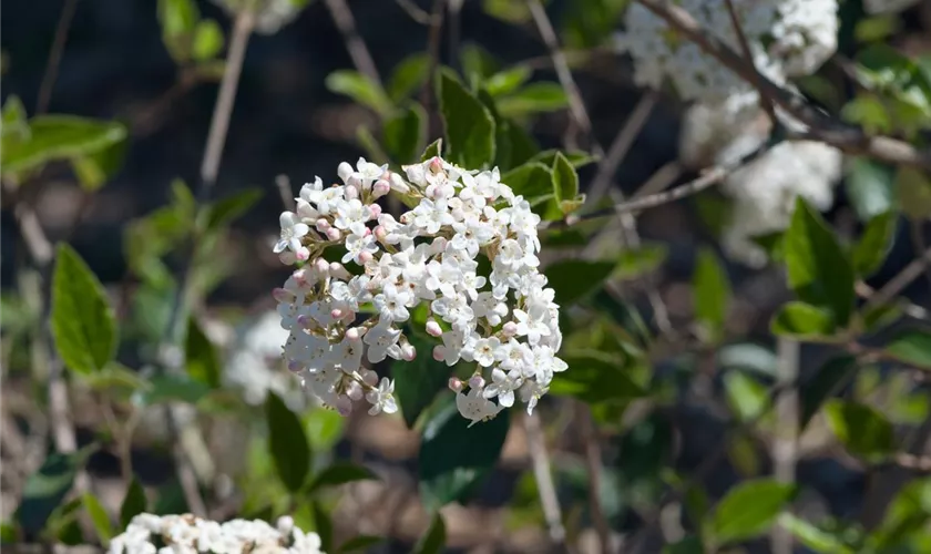 Viburnum carlesii 'Juddii'