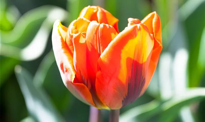 Tulipa 'Hermitage'