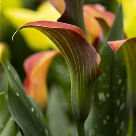 Zimmercalla 'Morning Sun'