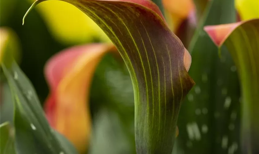 Zantedeschia aethiopica 'Morning Sun'