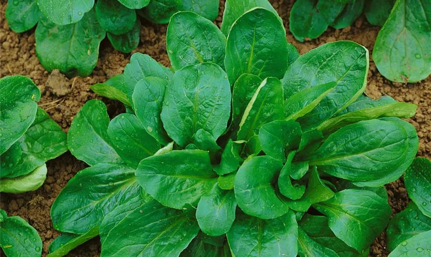 Valerianella locusta 'Valentin'