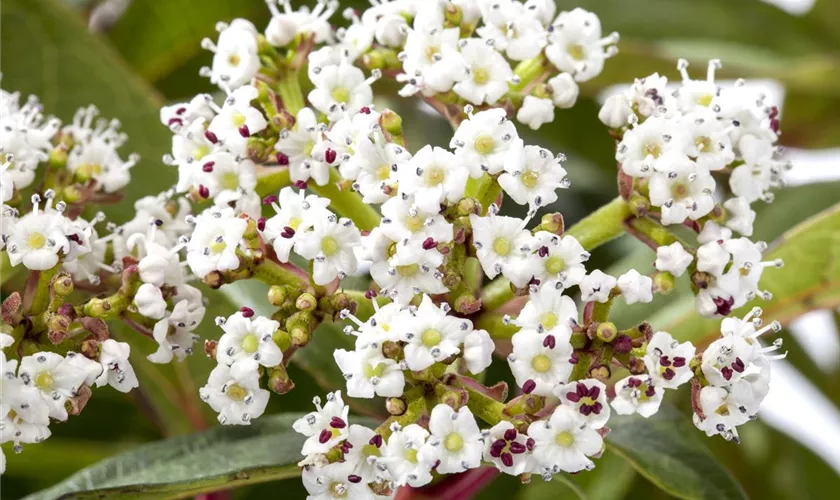 Viburnum davidii