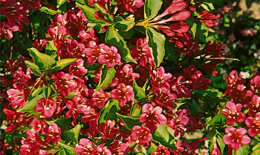 Weigela 'Eva Rathke'