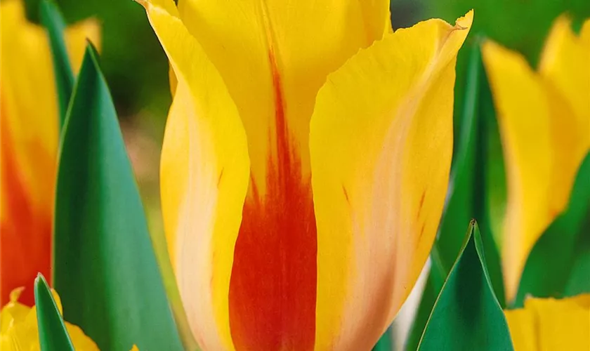 Tulipa 'Hocus Pocus'