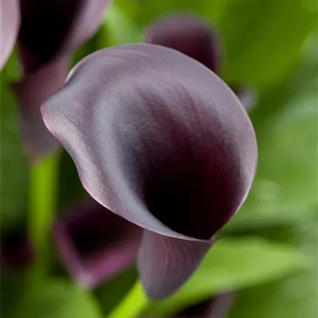 Zimmercalla 'Odessa'