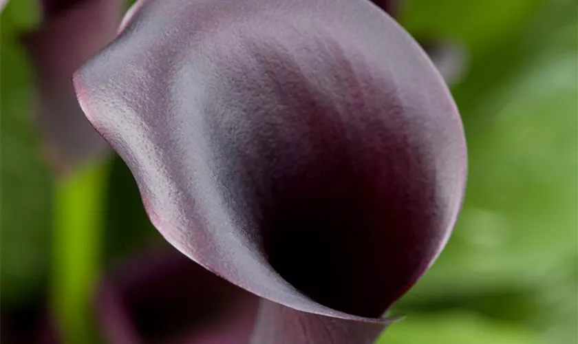 Zantedeschia aethiopica 'Odessa'