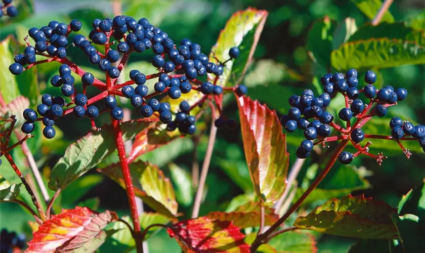 Viburnum dentatum 'Morton'