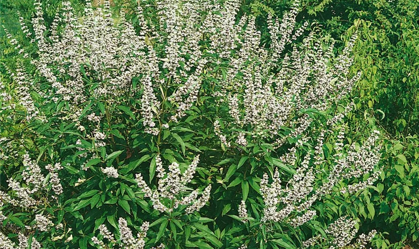 Vitex agnus-castus 'Albus'