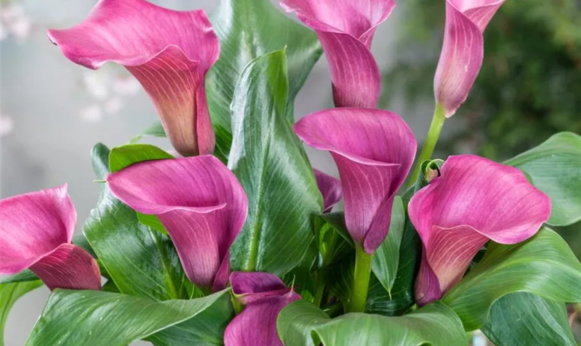 Zantedeschia aethiopica 'Pink Persuasion'