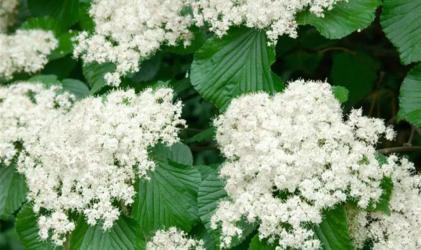 Viburnum dilatatum 'Cardinal Candy'®