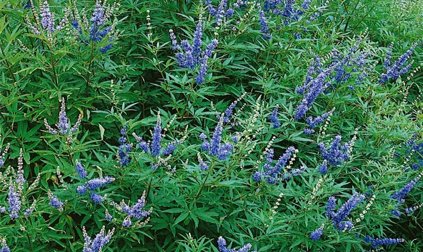 Vitex agnus-castus 'Heilblau'