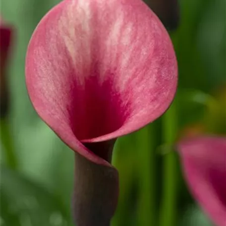 Zimmercalla 'Red Charm'