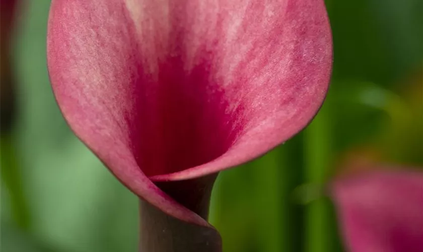 Zantedeschia aethiopica 'Red Charm'