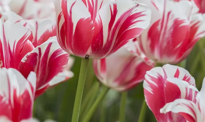 Tulipa 'Sorbet'