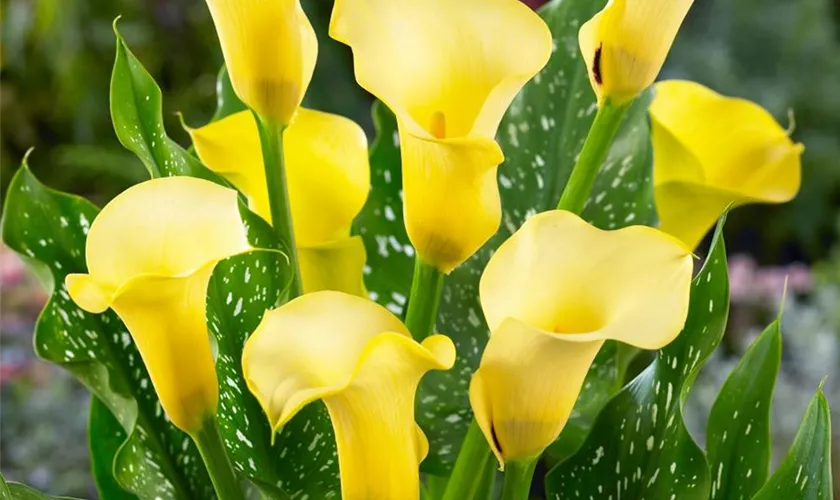 Zantedeschia aethiopica 'Summer Sun'