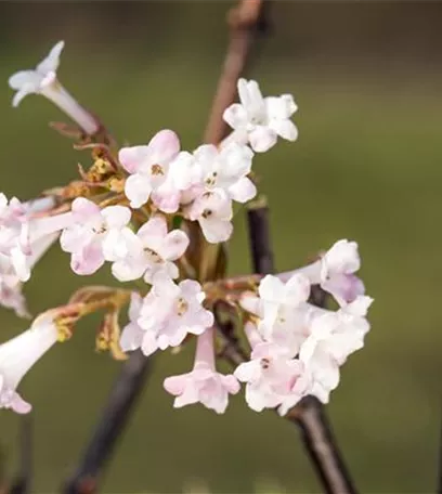 Frühblühende Gehölze – Ziemlich coole Gartenbewohner