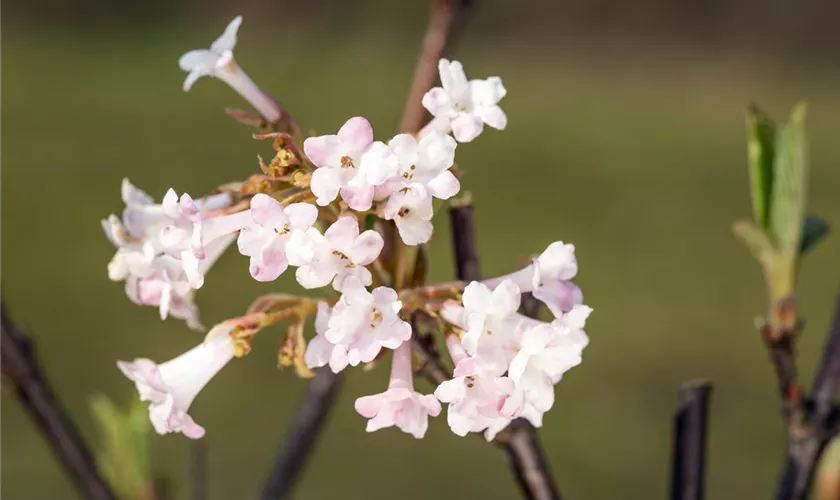 Viburnum farreri