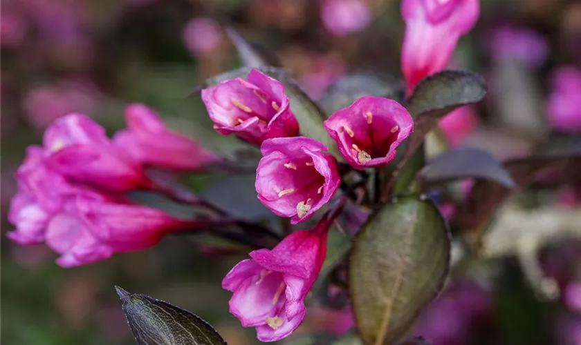 Weigela florida 'Alexandra'(s)